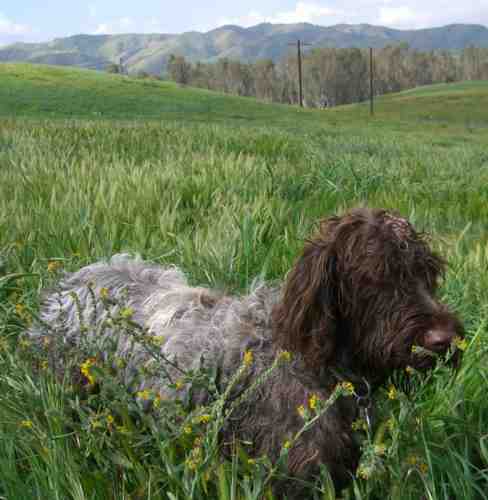 Claire pheasant hunting