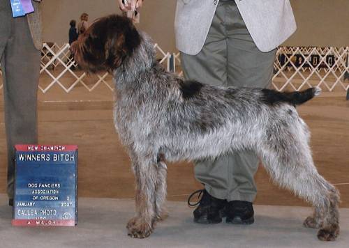 Tipper - Champion Jan 2007